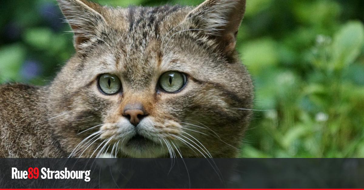 Le Chat Sauvage Felin Discret Encore Present En Alsace