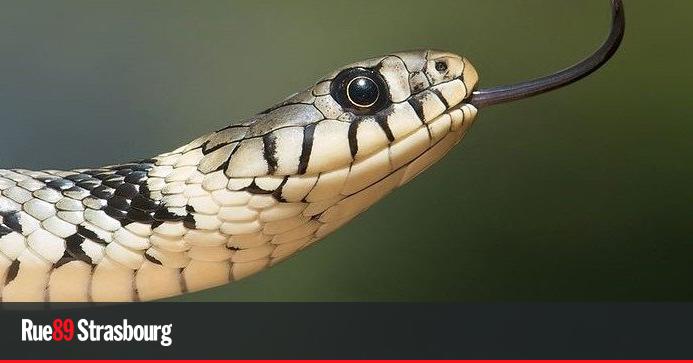 Quatre esp ces de serpents sauvages en Alsace croiser dans les