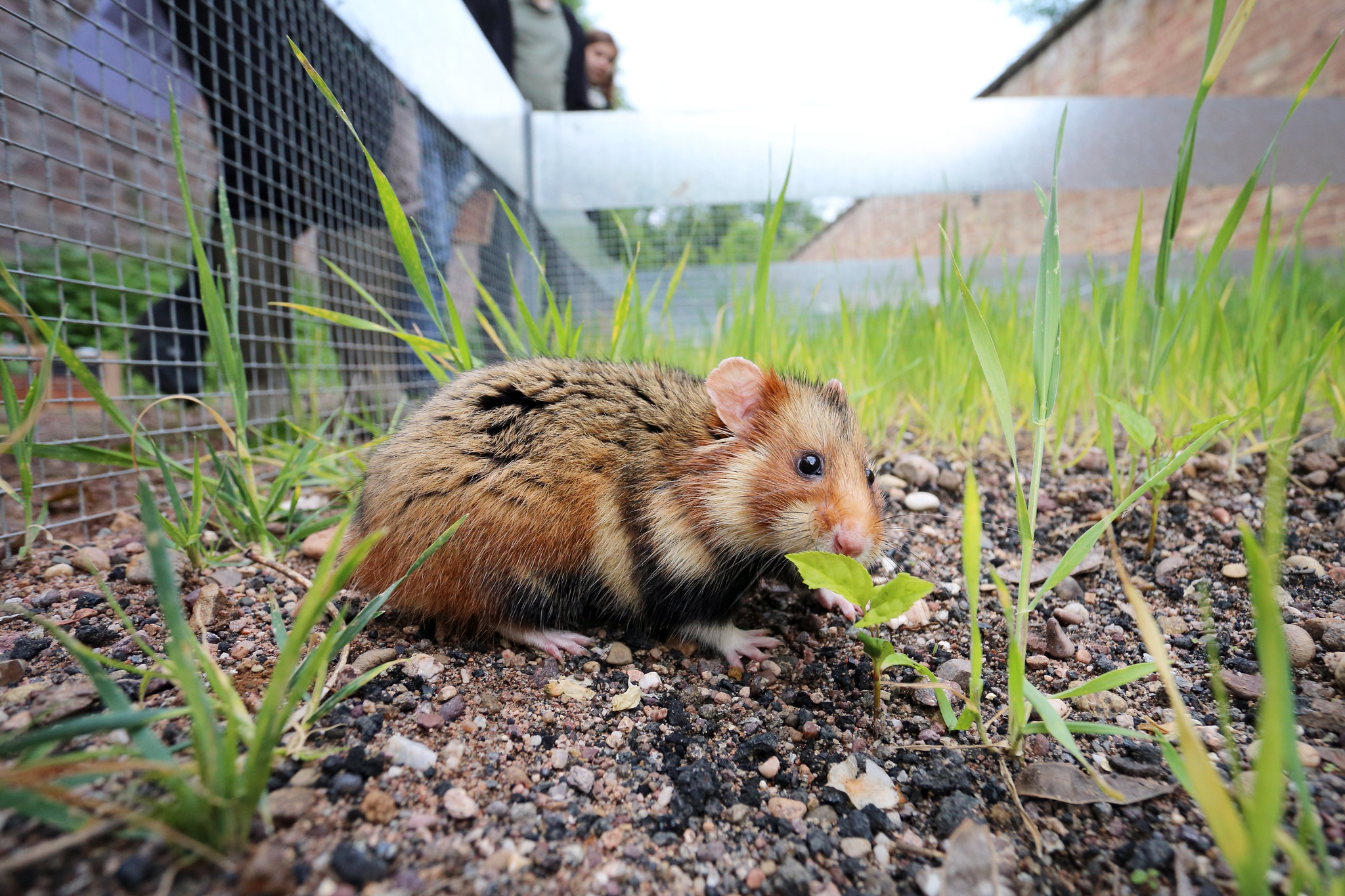Malgré les millions investis, le hamster d’Alsace toujours en survie artificielle