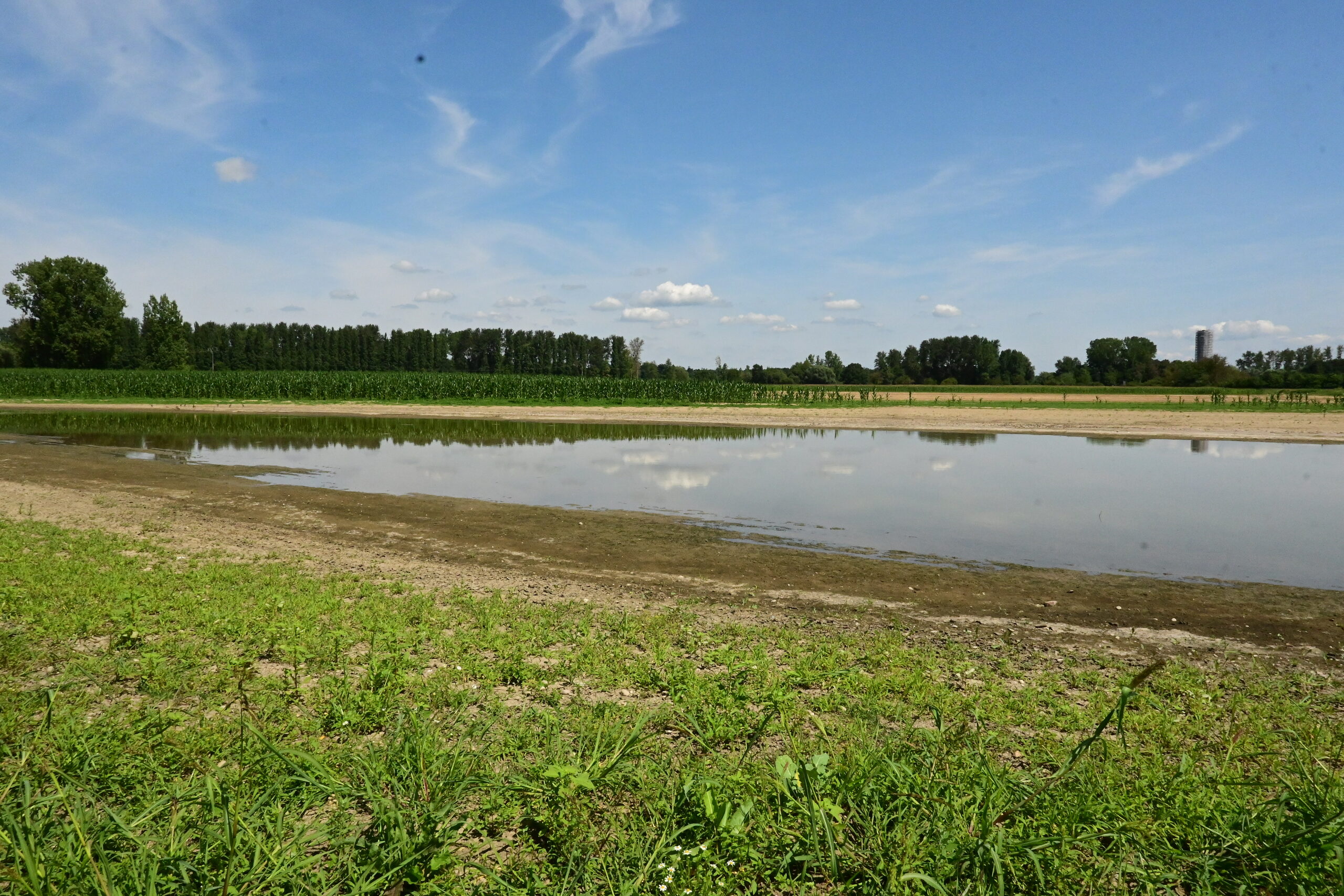 Pollution au pesticide de la nappe Rhénane : les consommateurs payent l’addition