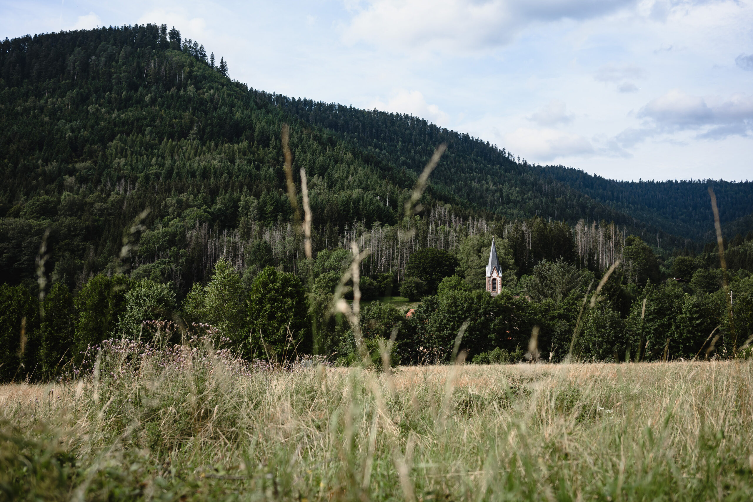 Sur les versants du Donon, les sapins de la colère