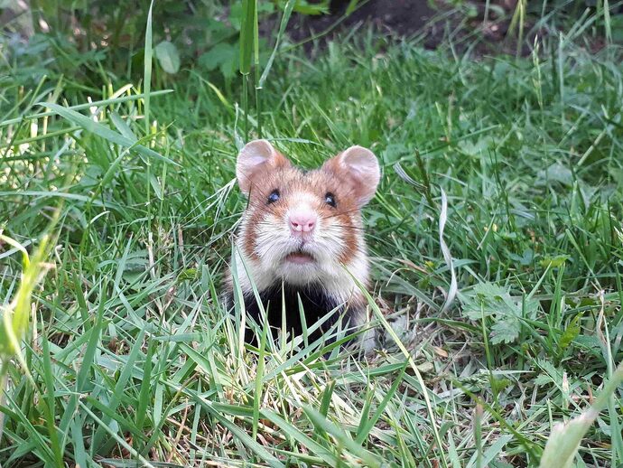 Avec 1 155 terriers en Alsace, le grand hamster reste « en danger critique » d’extinction