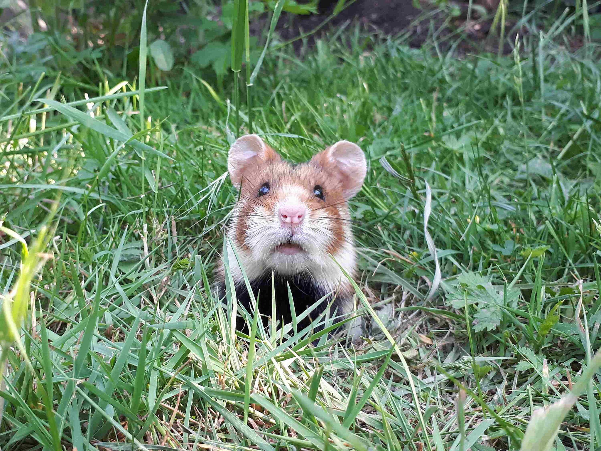 Avec 1 155 terriers en Alsace, le grand hamster reste « en danger critique » d’extinction