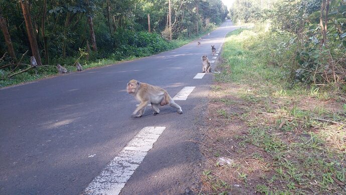 Sur l’île Maurice, les conséquences de la capture des singes pour l’Université de Strasbourg