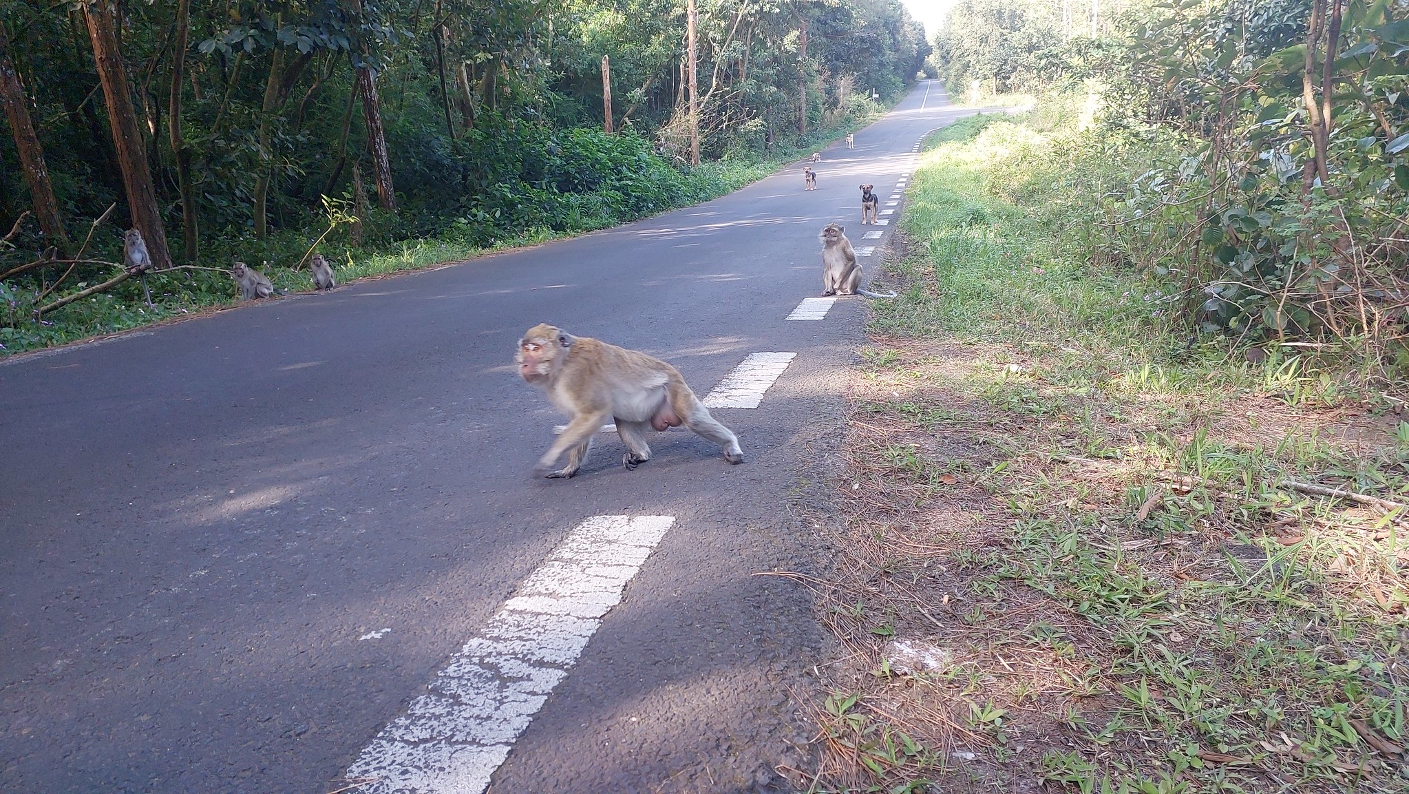 Sur l’île Maurice, les conséquences de la capture des singes pour l’Université de Strasbourg