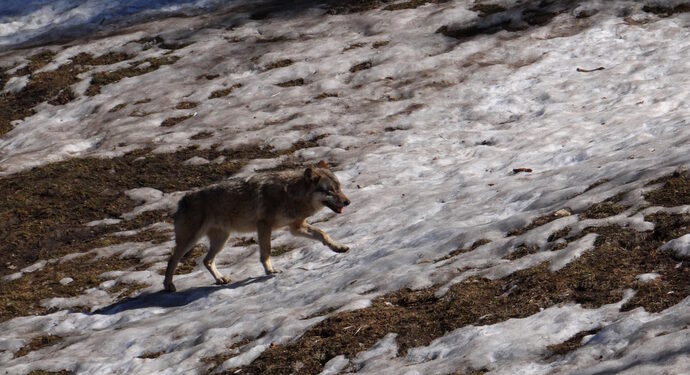 Le mystère de l’incapacité du loup à s’installer dans les Vosges